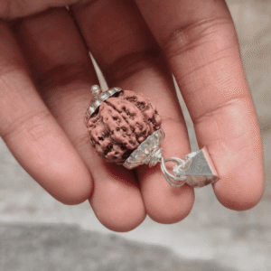 7 Mukhi Rudraksha Original