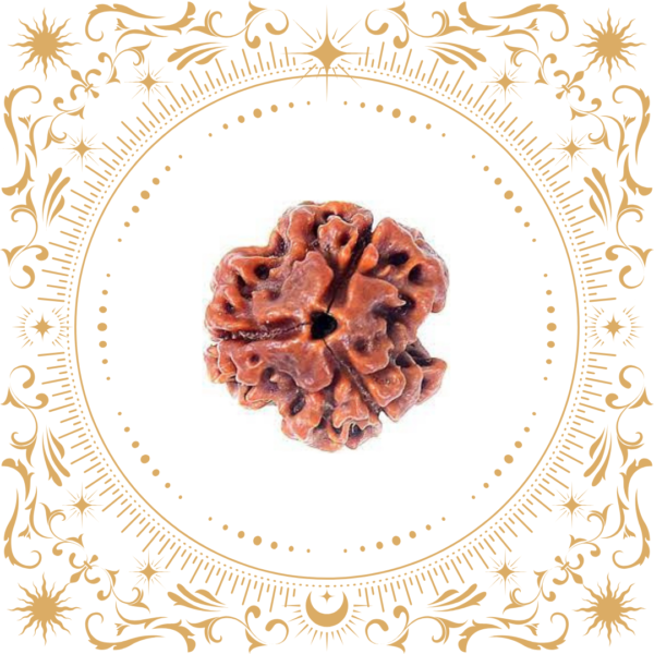3 Mukhi Rudraksha Original