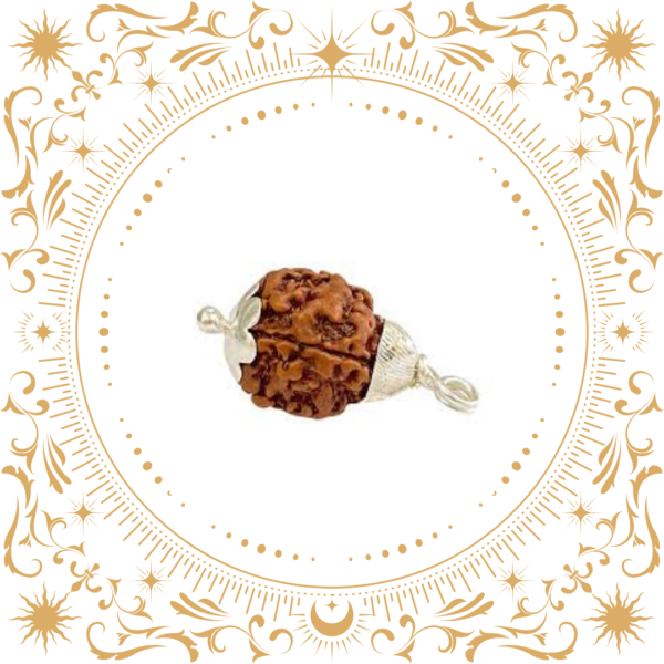 3 Mukhi Rudraksha Original - Image 2